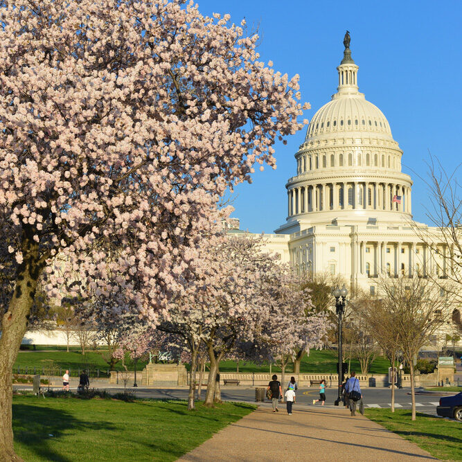 capitol_walkers_cherry_blossoms_Srping_square