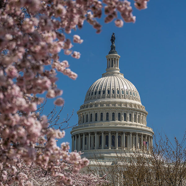 cherryBlossom_capitol